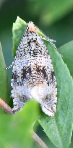 Celypha lacunana